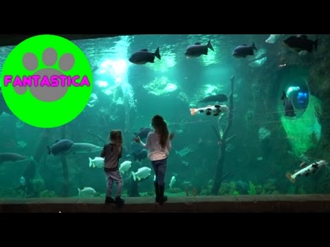 Видео: # 2, Океанариум Крокус Сити г Москва , Crocus City Oceanarium Moscow