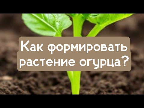 Видео: Как формировать растение огурца, 03.04.2023г.