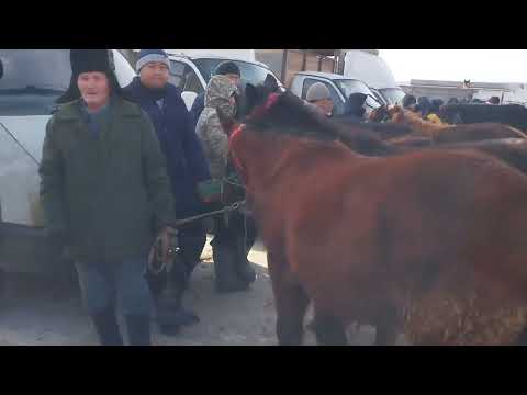 Видео: Бүгінгі Базарға 1,5 🍋1, 7🍋ге зор Айғырлар келді