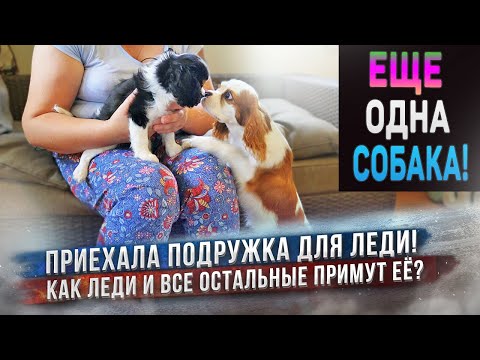 Видео: У нас новая собака - Кавалер Кинг Чарльз Спаниель! Как пройдет знакомство с Леди?