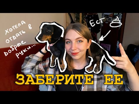 Видео: Когда я заводила собаку, я не знала, что меня ждет....