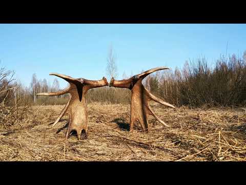 Видео: Нашли рога лося. Удача на нашей стороне. Апрель 2019.