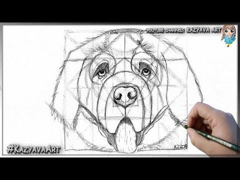 Видео: Как нарисовать собаку породы Сенбернар карандашом поэтапно.