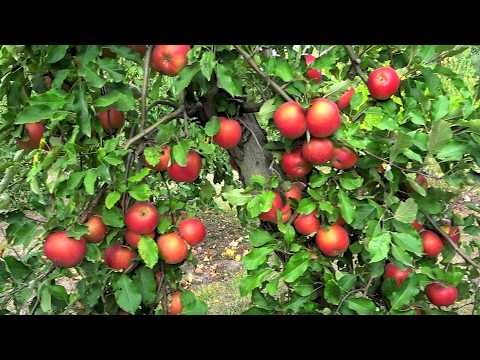 Видео: МЕЛРОУЗ  и его клоны: СУПЕРМЕЛРЕД,  МЕЛРОУЗ БЬЮМОНД, МЕЛРУЖ / Сорта яблони для длительного хранения