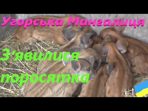 Видео: Угорська Мангалиця # Сью і Моня навели поросят #СамСобіПан