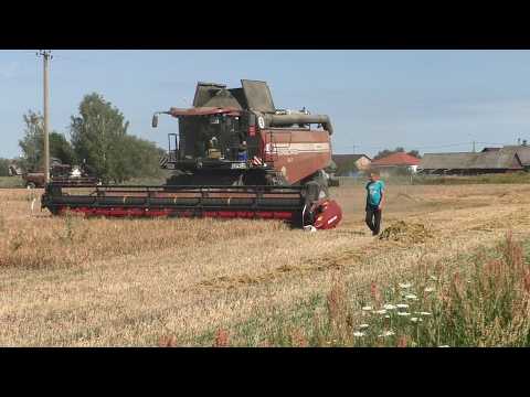 Видео: Уборка тритикале. до заката солнца. ГОМСЕЛЬМАШ GS2124