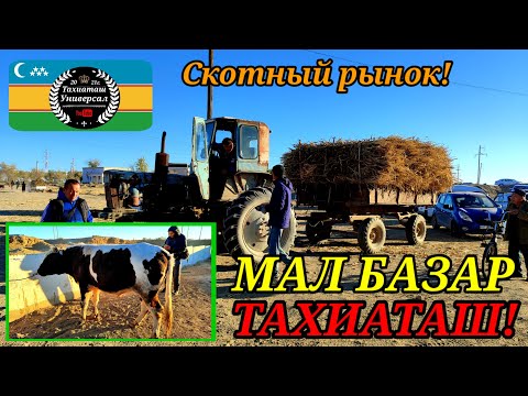 Видео: 10.10.25ж.МАЛ БАЗАР, СКОТНЫЙ РЫНОК, LIVESTOK MARKET #тахиаташ#каракалпакистан#бахалары#цены#огиз#бык