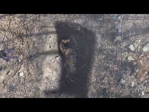 Видео: Сенсация. Археологи нашли в районе Анапы золотого коня Митридата