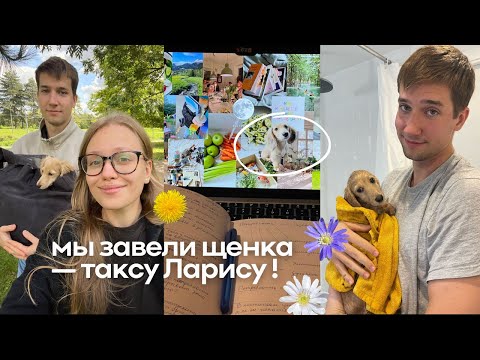 Видео: Как мы завели щенка? Кремовая такса Лариса