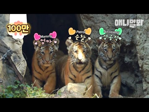 Видео: Советы маме-тигрице, которая родила пятерых детенышей