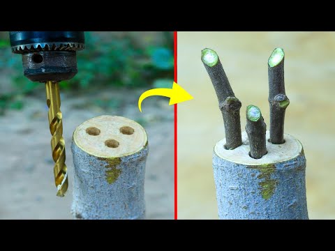 Видео: Удивительный способ привить фиговые деревья