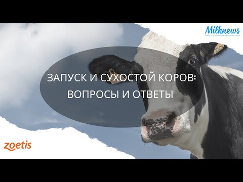 Видео: ЗАПУСК И СУХОСТОЙ КОРОВ: ВОПРОСЫ И ОТВЕТЫ