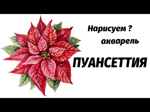 Видео: Как нарисовать пуансеттию акварелью // Short watercolor painting tutorial: poinsettia