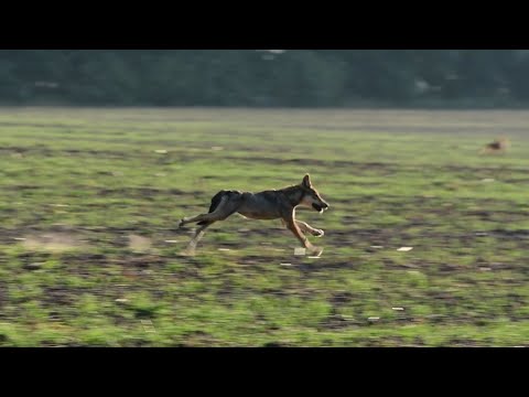 Видео: Вовк. Привид лісу.