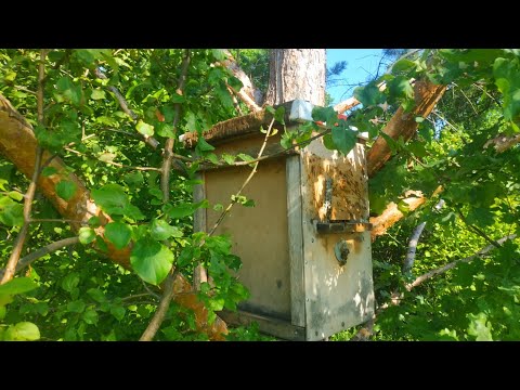 Видео: ПОКА БЕЗ НАЗВАНИЯ