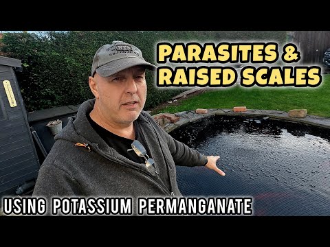 Видео: Проблемы в главном пруду