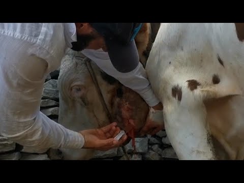 Видео: Актиномикоз у КРС: лечение,симптомы