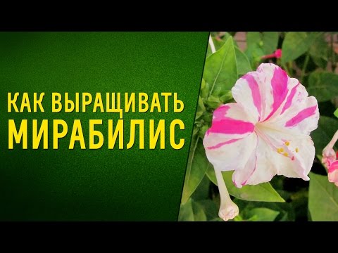 Видео: Чудесный ароматный цветок мирабилис. Как вырастить из семян