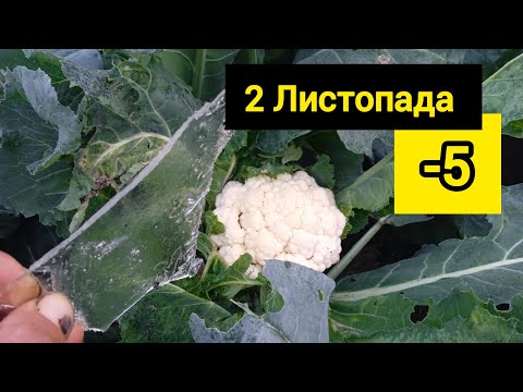 Видео: Мороз на 2 Листопада.