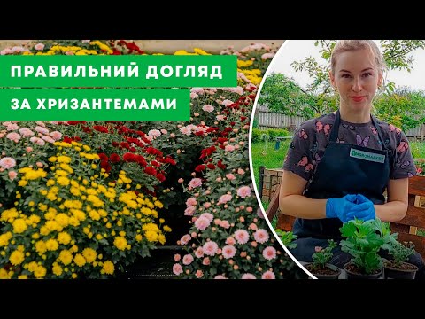 Видео: ЩО ТРЕБА ЗНАТИ ПРО ХРИЗАНТЕМУ? | Основні правила посадки та догляду за квіткою | Agro-Market.ua