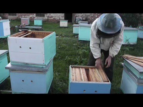 Видео: зимовка двух маток в одном улье