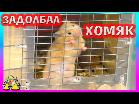 Видео: МЕШАЕТ ХОМЯК / ЧТО ДЕЛАТЬ?/ ПОЧЕМУ ВЫБРАСЫВАЮТ ХОМЯКОВ? / ALISA EASY PETS
