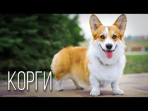 Видео: Корги: Маленький Пастух Большого Королевства | Интересные факты про породу собак корги