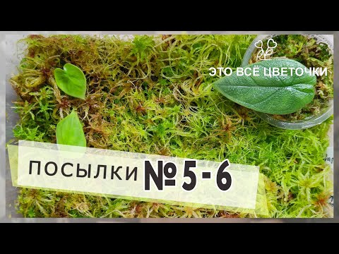 Видео: Будни цветовода. Посылки №5 и 6