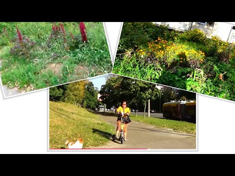 Видео: 15.09.25 р.проблема🤣завалили помідорами і перцями😉сливи,груші теж.