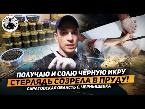Видео: Получаю и солю чёрную икру из стерляди выращенной в пруду!