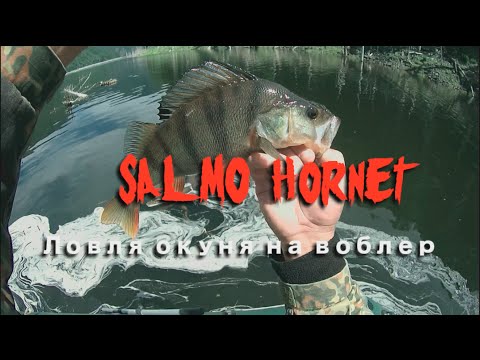 Видео: Ловля большого окуня на воблер Salmo Hornet
