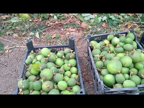 Видео: Маракуйя северная.Итоги 2020 года. Урожай собираю ящиками.