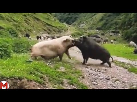 Видео: Свинья Атакукет Кабана! Схватки Животных Снятые на Камеру