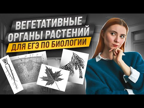 Видео: Вегетативные органы растений и их видоизменения | ЕГЭ биология