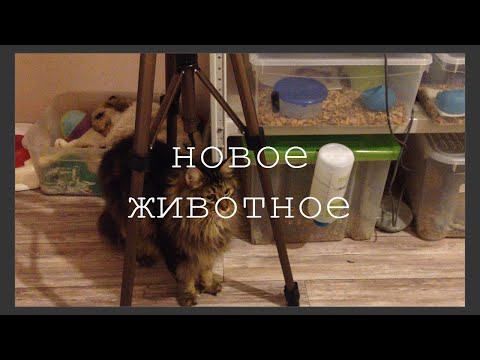 Видео: НОВЫЙ ПИТОМЕЦ? /как отреагировали остальные