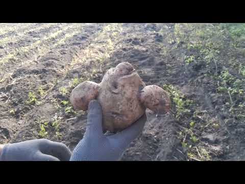 Видео: Почали копати......Врожай як завжди,відмінний!Сумщина,1вересня