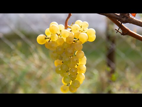 Видео: Дрожжей на винограде нет. Разбираемся кто такие дикие и культурные дрожжи