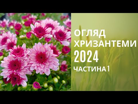 Видео: Огляд хризантеми 2024. Цвітіння на 15 вересня.