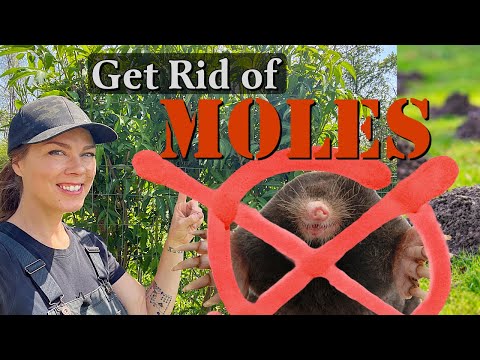 Видео: Как избавиться от кротов в саду