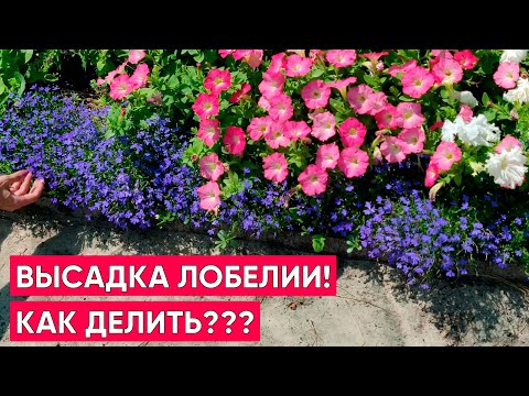Видео: Высадка лобелии без пикировки в открытый грунт и кашпо. Как легко делить лобелию