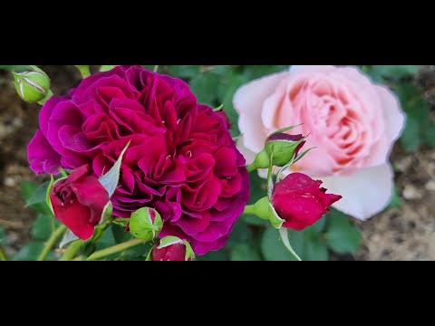 Видео: Троянди, перша хвиля. 2025 р, частина 1. Троянди з назвами.