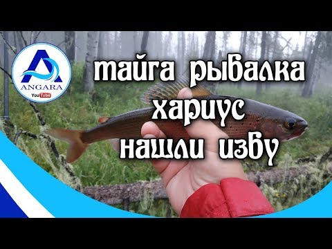 Видео: Тайга. Ловля хариуса. Солар 420 Стрела плюс Mercury 25 jet.