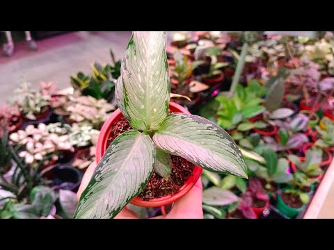 Видео: 🪴🍁Леруа Мерлен🍃Интересные Экземпляры Прибыли🍂Новое Поступление Цветов🍃
