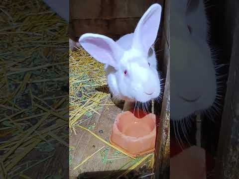 Видео: 11 ноября 2025 г.