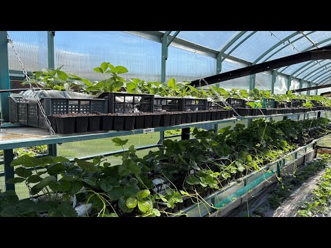 Видео: Супер тепличка в работе😍🤩🤓 Теплица с клубникой в ящиках🥳🥳🥳. Большего не надо😉