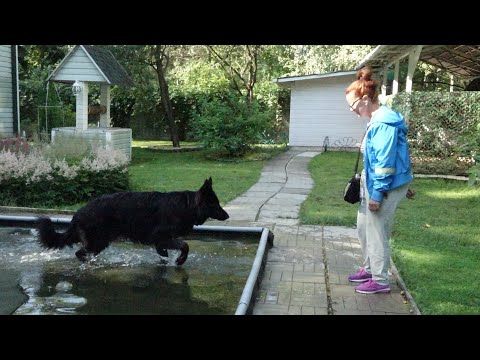 Видео: Немецкая овчарка в акватории. Упражнения в воде.