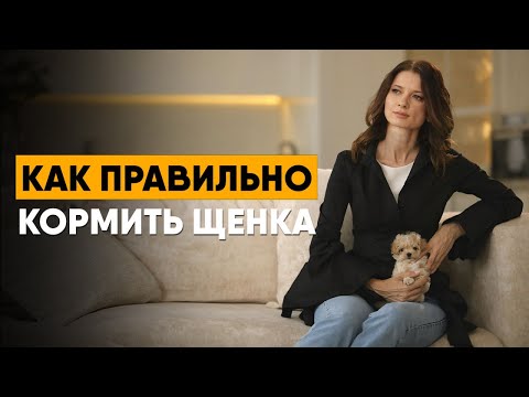 Видео: Как правильно кормить щенка. Важные рекомендации по питанию и выбору корма.