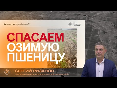 Видео: Эгилопс на озимой пшенице: как остановить сорняк | Сергий Ризанов | Агроном