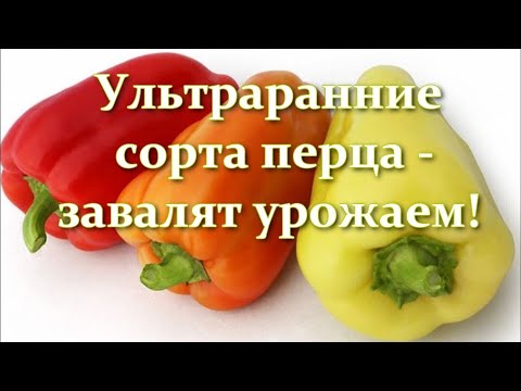 Видео: Перца видимо-невидимо! Лучшие ультраранние сорта сладкого перца для открытого грунта и для теплицы