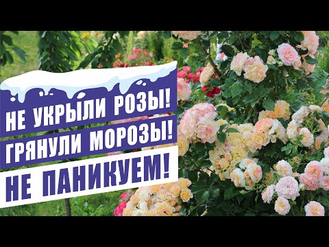Видео: НЕ УКРЫЛИ РОЗЫ! ГРЯНУЛИ МОРОЗЫ! НЕ ПАНИКУЕМ!